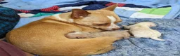 Chihuahua dogs for sale: Fletcher - Ad 5