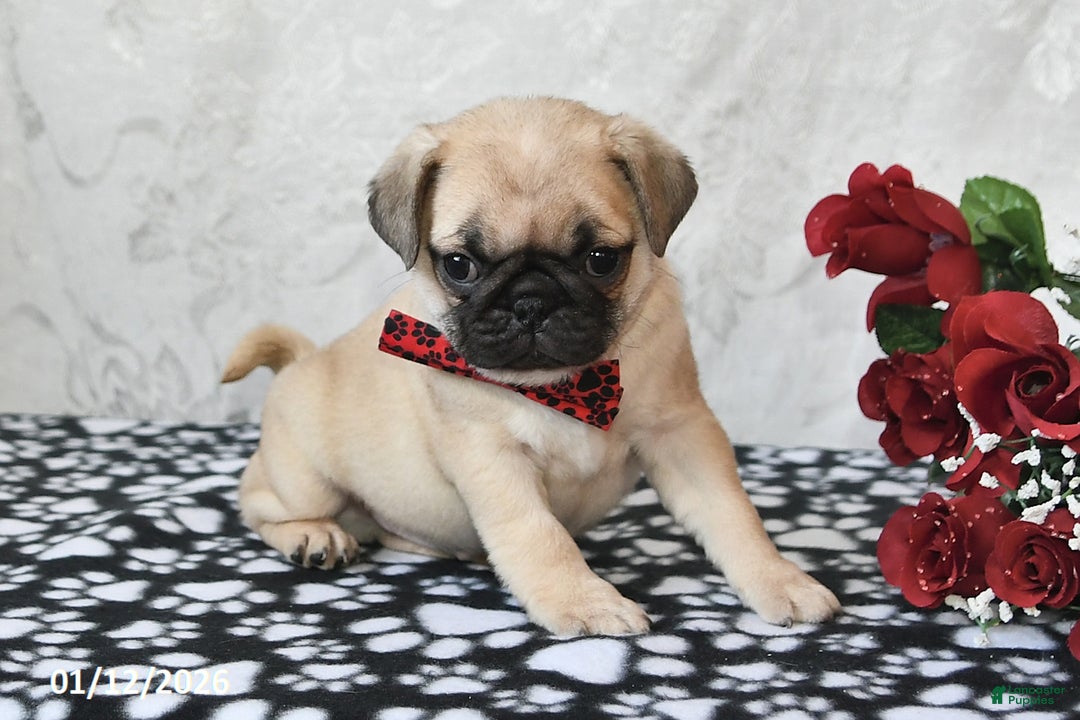 Pug dogs for sale: Mister - Ad 4