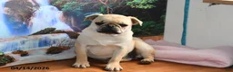 Pug dogs for sale: Beaula - Ad 1