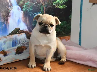 Pug dogs for sale: Beaula - Ad 3
