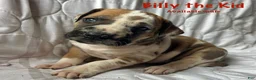 Great Dane dogs for sale: Billy the kid - Ad 1