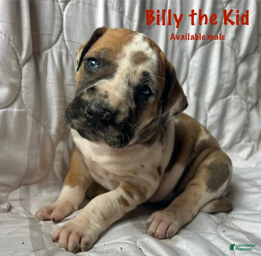 Great Dane dogs for sale: Billy the kid - Ad 1