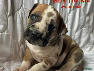 Great Dane dogs Billy the kid - Ad 21