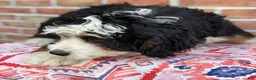 Mixed Breed dogs for sale: Dolly - Ad 8