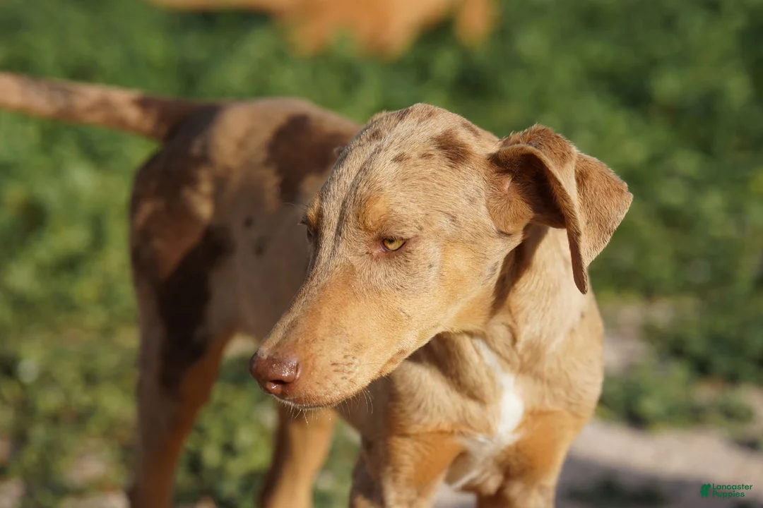 Mixed Breed dogs for sale: Lilac Fawn Merle F1 RT - Ad 2