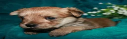 Morkie dogs for sale: Moses - Ad 11