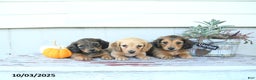 Miniature Dachshund dogs for sale: Clifford - Ad 8