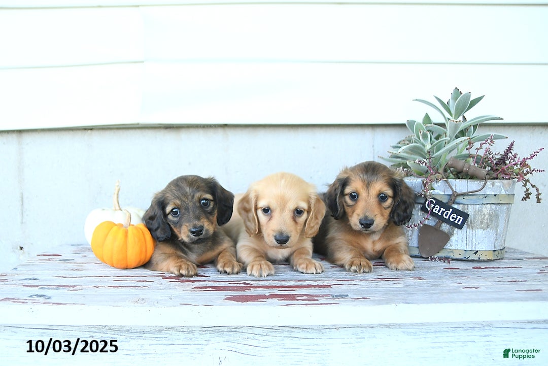 Miniature Dachshund dogs for sale: Clifford - Ad 8