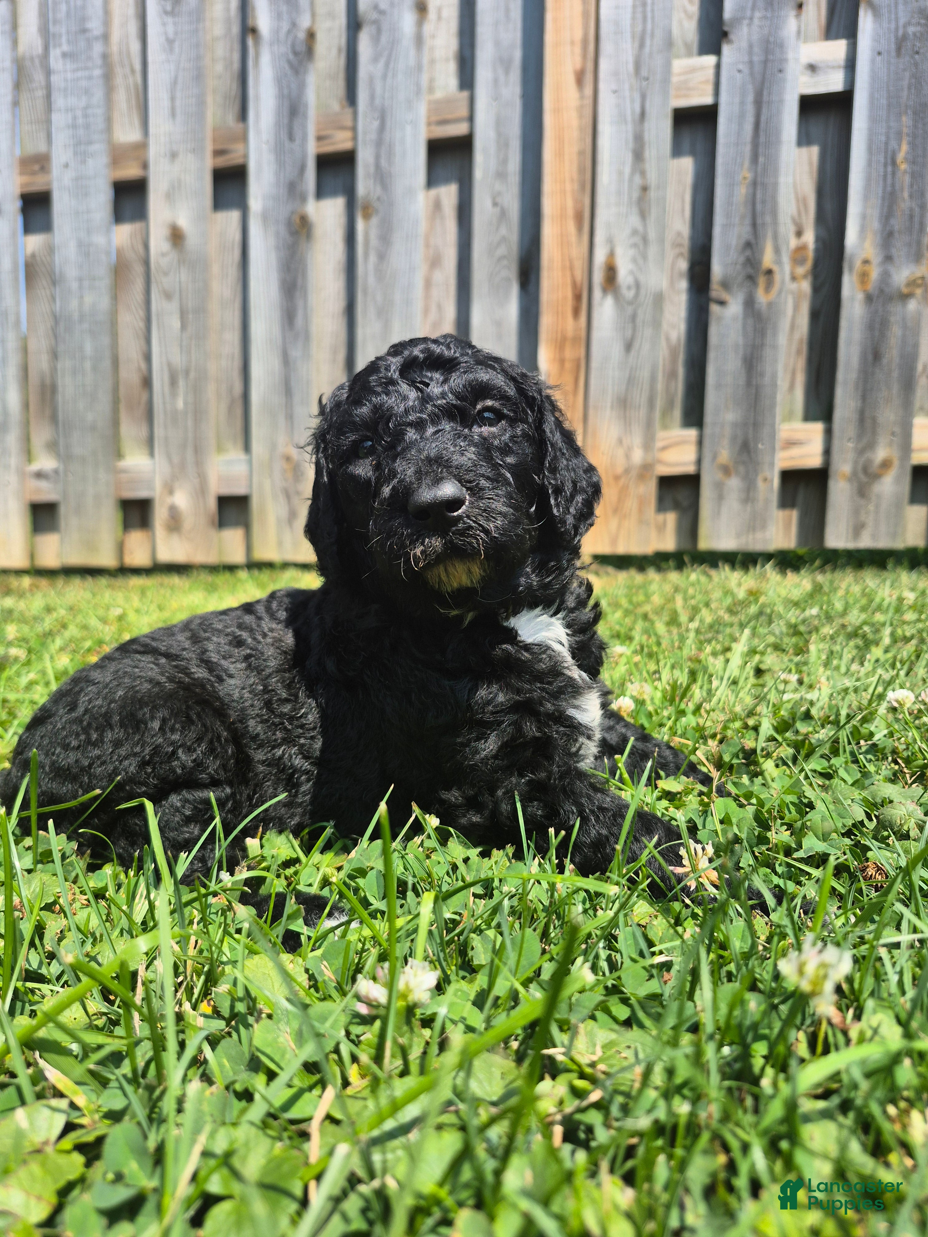 Mini Sheepadoodle dogs Cooper - Ad 1