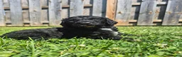 Mini Sheepadoodle dogs for sale: Cooper - Ad 9
