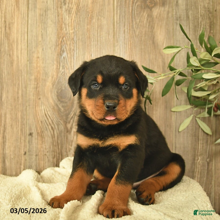 Rottweiler dogs Leo  - Ad 2