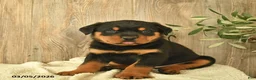 Rottweiler dogs for sale: Leo  - Ad 2