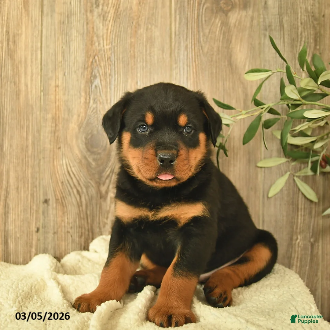 Rottweiler dogs for sale: Leo  - Ad 2
