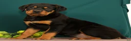 Rottweiler dogs for sale: Trixie - Ad 4