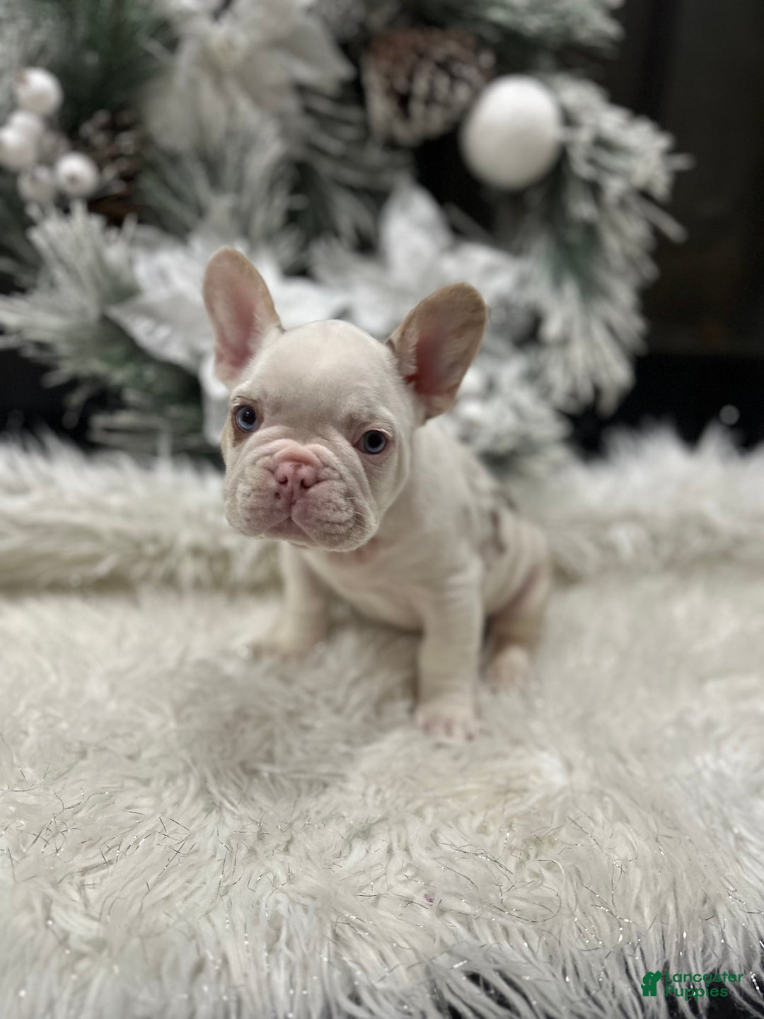 French Bulldog dogs for sale: Rojo and tan koi pink carrier  - Ad 2