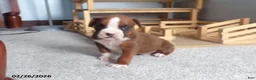 Boxer dogs for sale: Wrangler - Ad 1