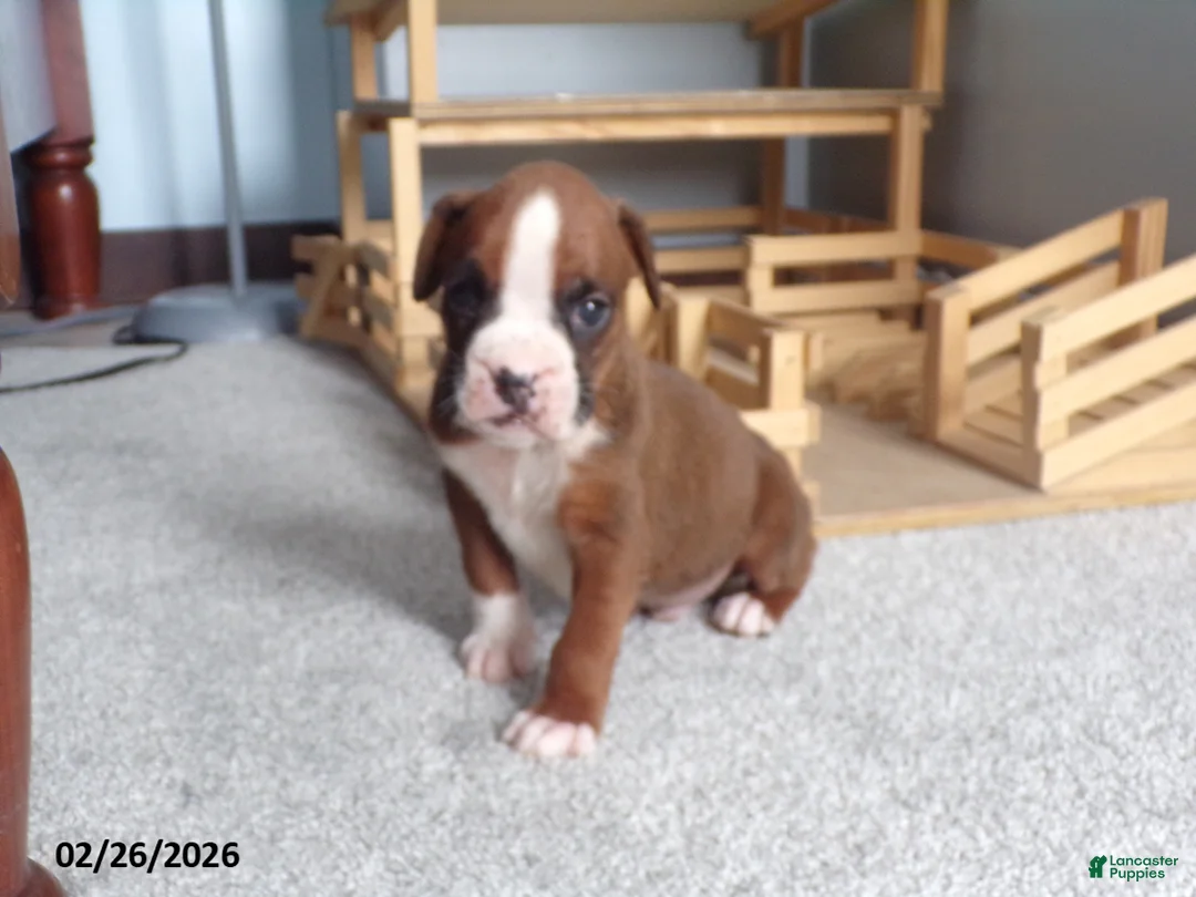 Boxer dogs for sale: Wrangler - Ad 1