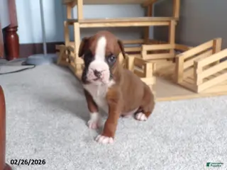 Boxer dogs for sale: Wrangler - Ad 1