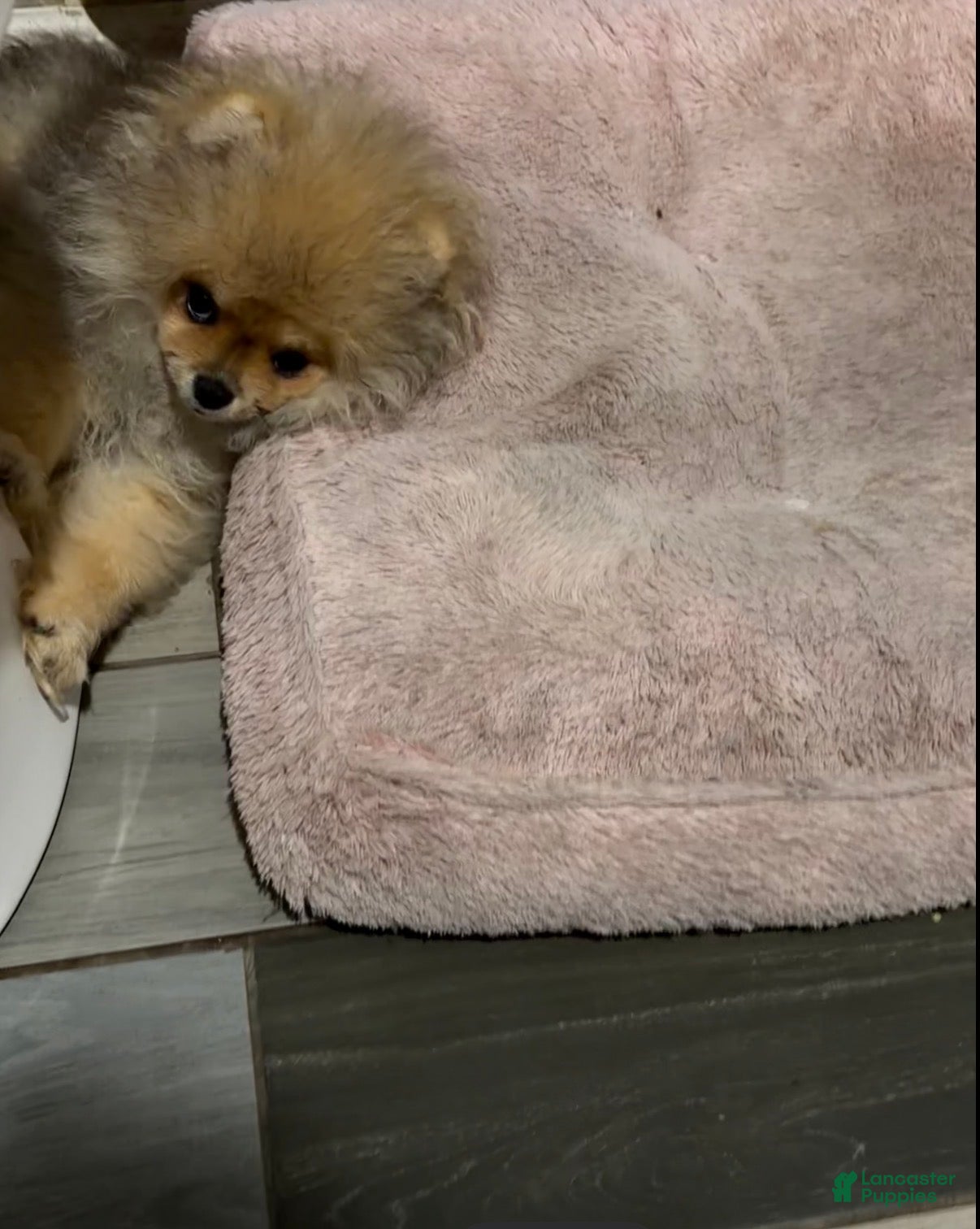 Pomeranian dogs Pomeranian Puppy 3 - Ad 1