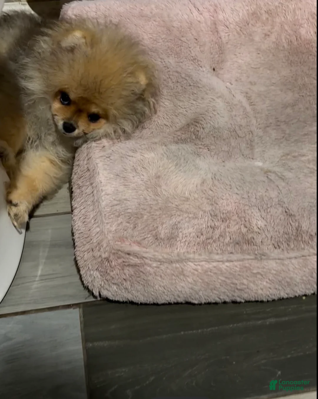 Pomeranian dogs for sale: Pomeranian Puppy 3 - Ad 2