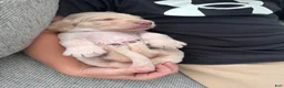Labradoodle dogs for sale: Labradoodle 5 - Ad 1
