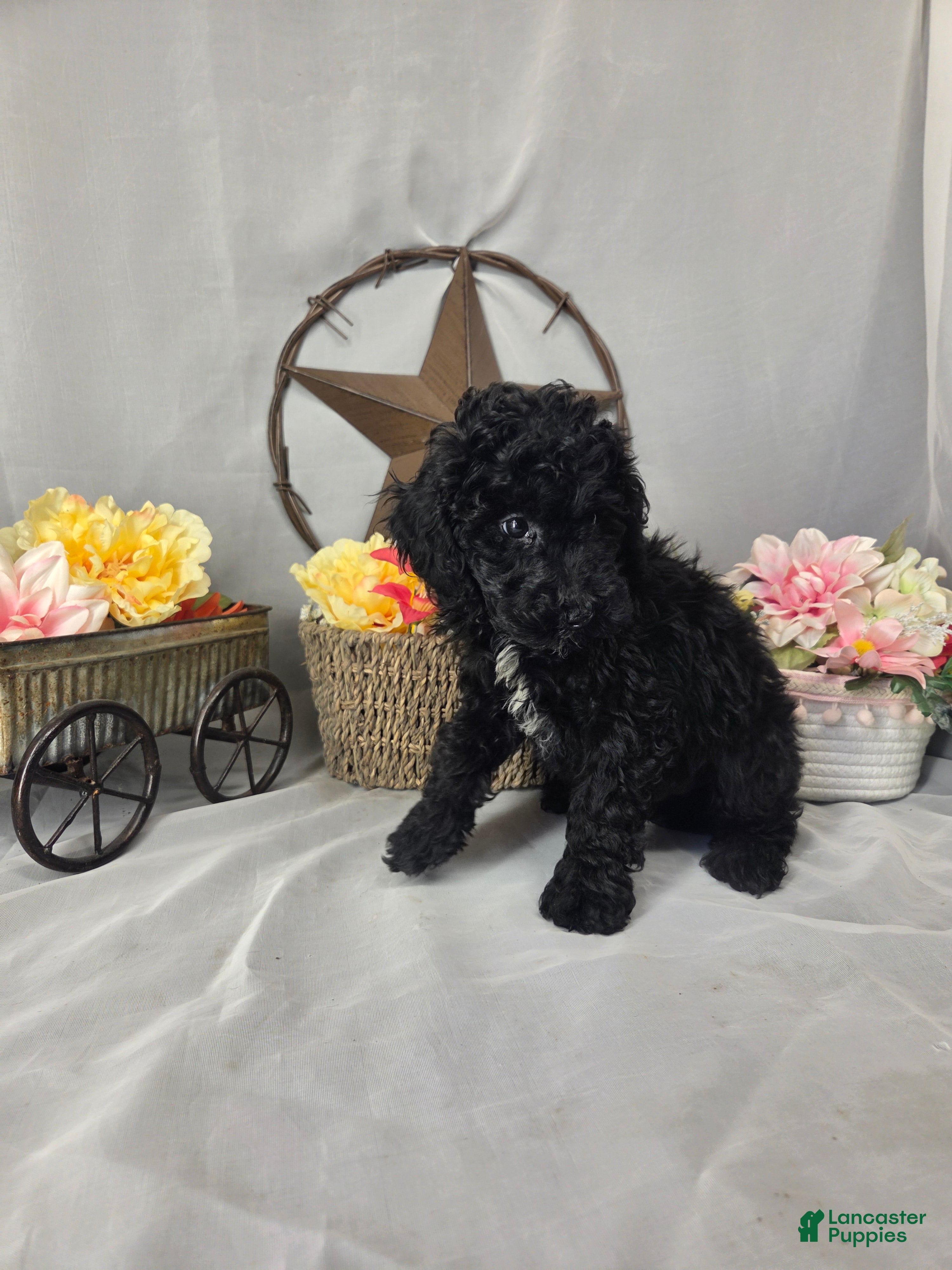 Miniature Poodle dogs for sale: Dax - Ad 2