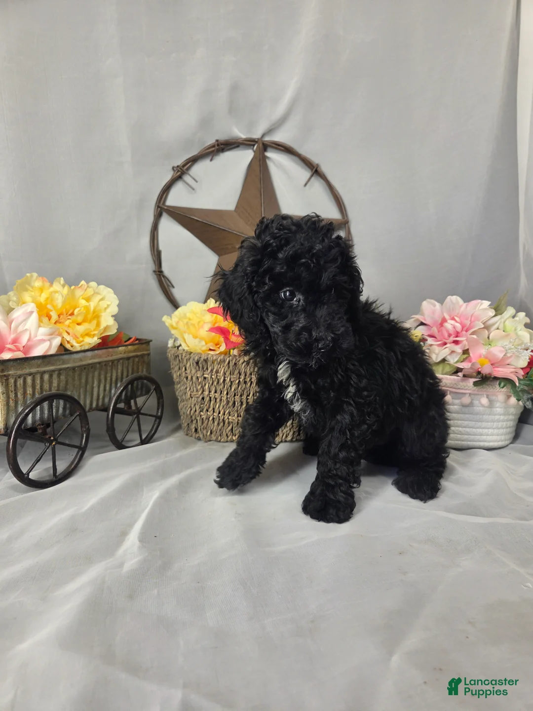 Miniature Poodle dogs for sale: Dax - Ad 2