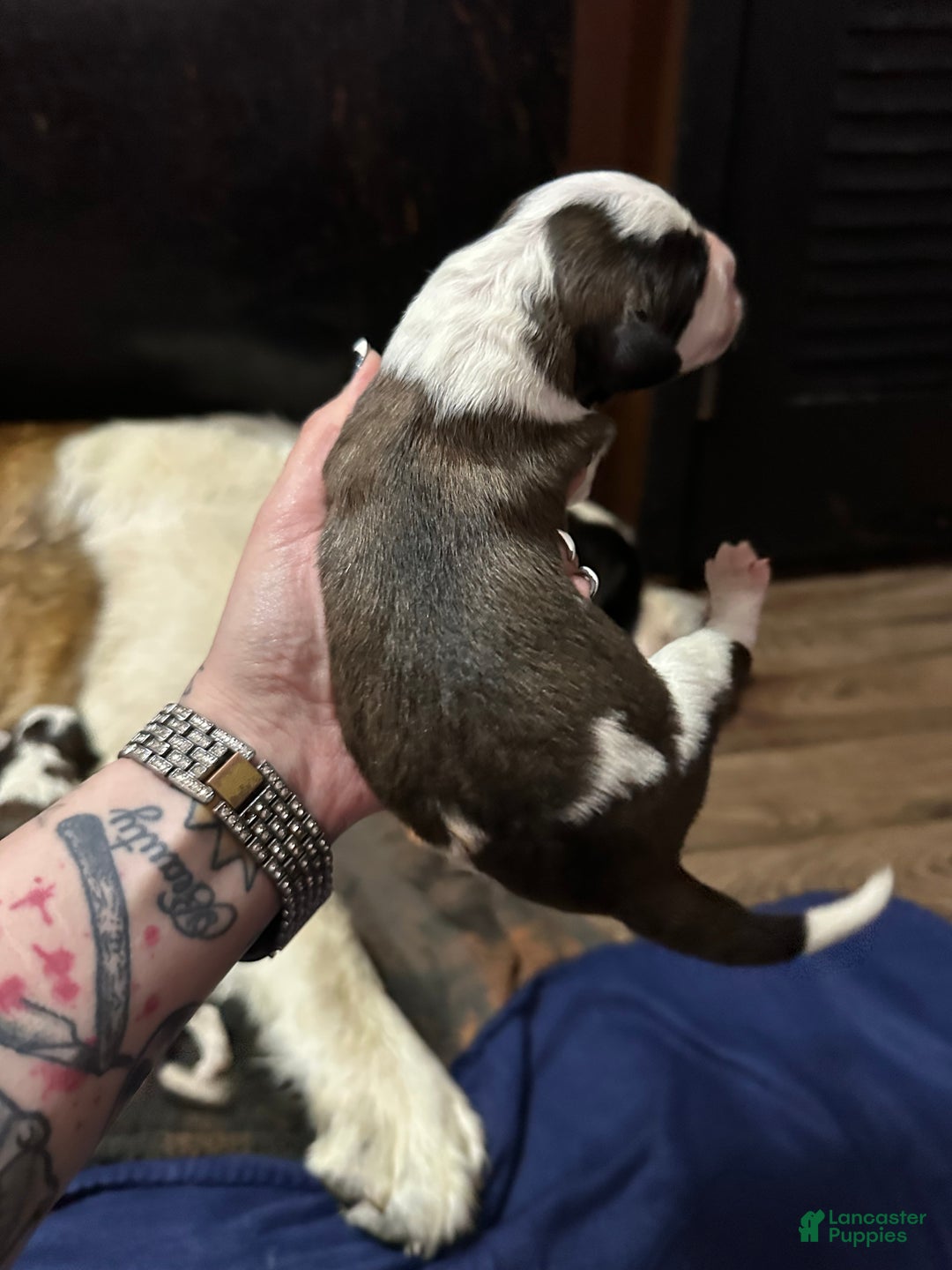 Saint Bernard dogs for sale: Puppy 3 - Ad 10