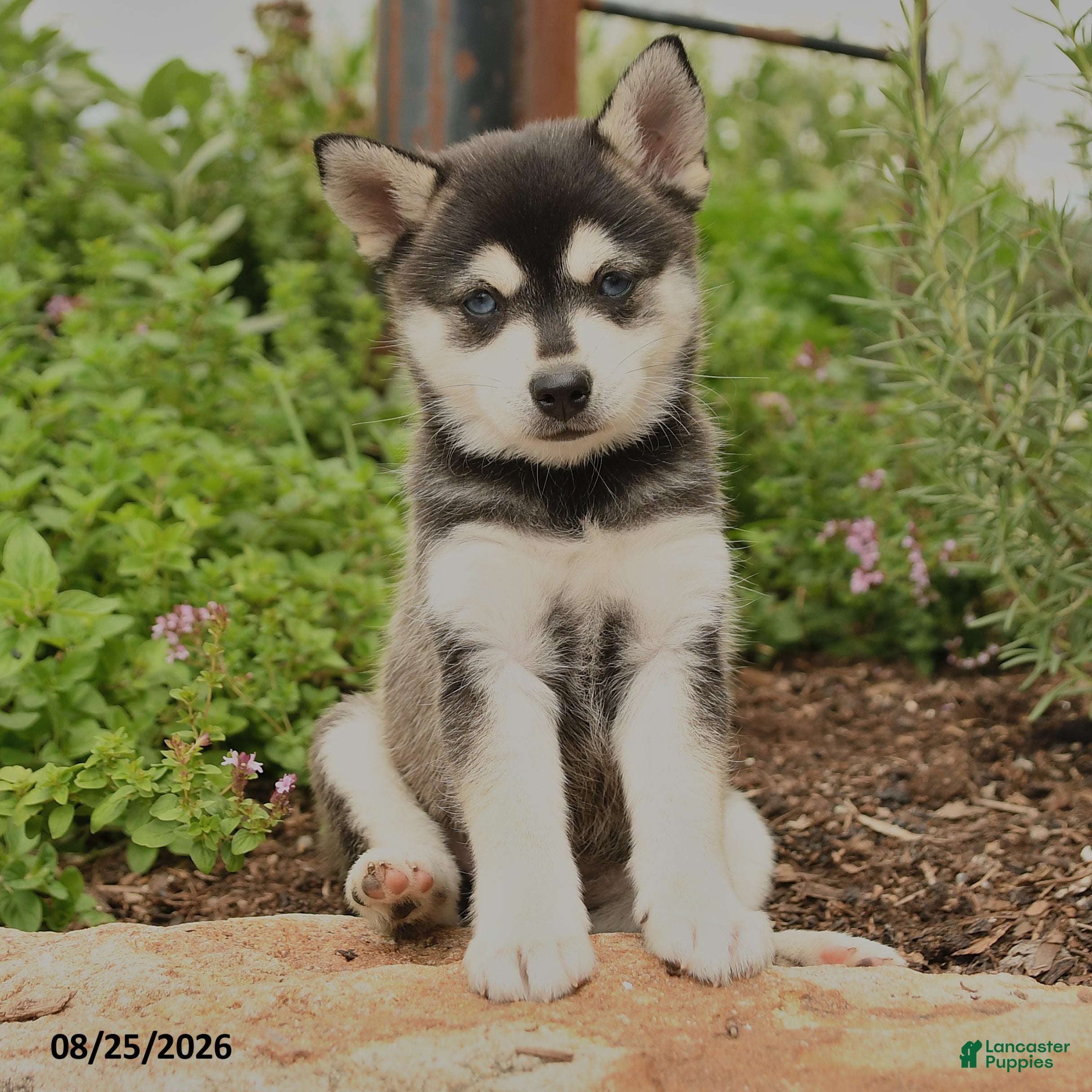 Alaskan Klee Kai dogs Gianna - Ad 2