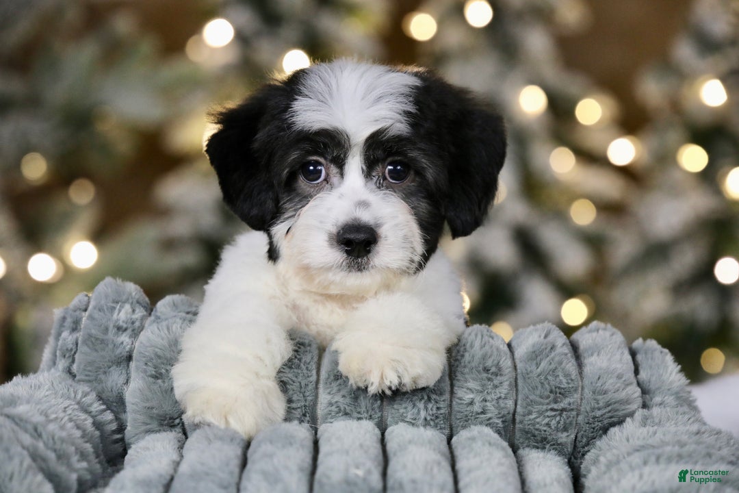 Teddy Bear dogs for sale: Elfie - Ad 2