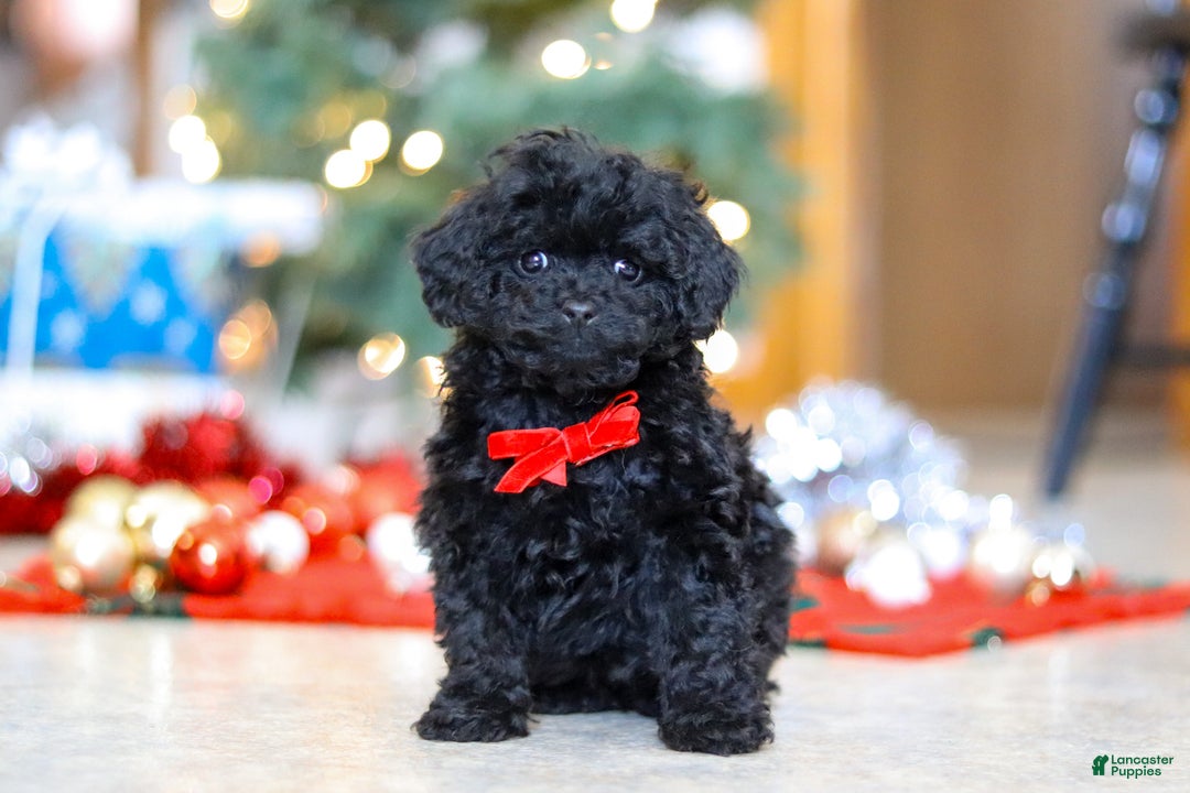 Miniature Poodle dogs for sale: Buddy - Ad 1