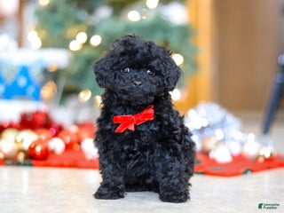Miniature Poodle dogs Buddy - Ad 16