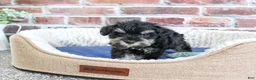 Miniature Schnauzer dogs for sale: Jimmy - Ad 5