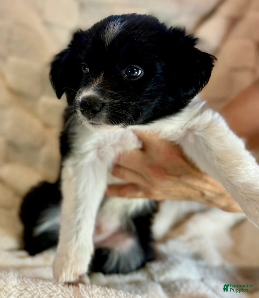 Border Collie dogs for sale: Avery - Ad 2