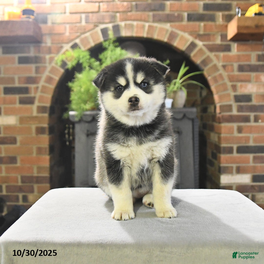 Pomsky dogs for sale: Keira - Ad 3