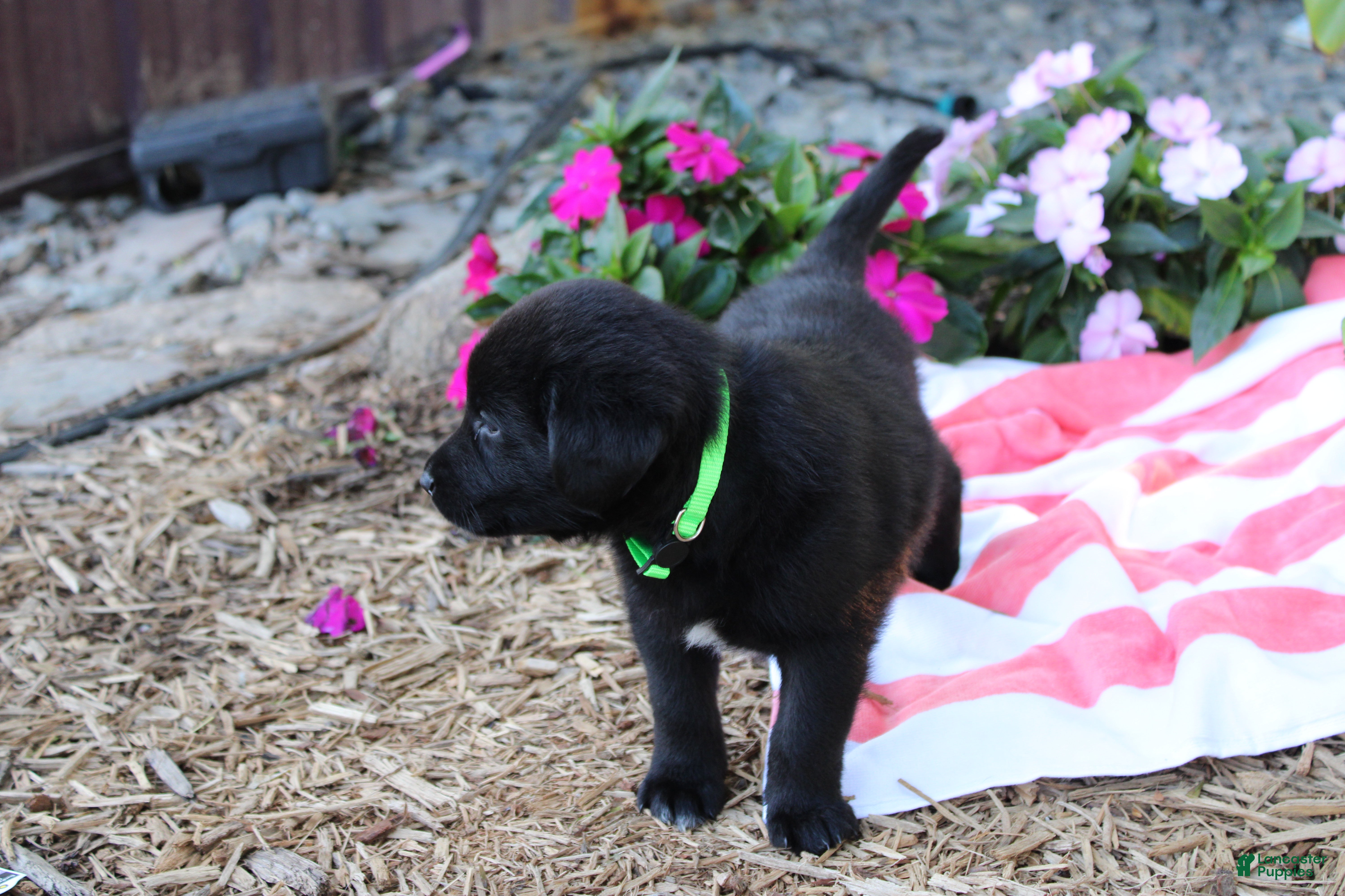 Labrador Retriever dogs Rusty - Ad 2