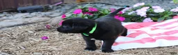 Labrador Retriever dogs for sale: Rusty - Ad 2
