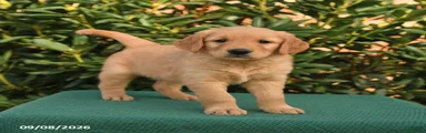Nacho