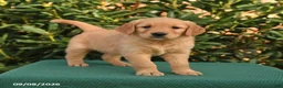 Golden Retriever dogs for sale: Nacho - Ad 1