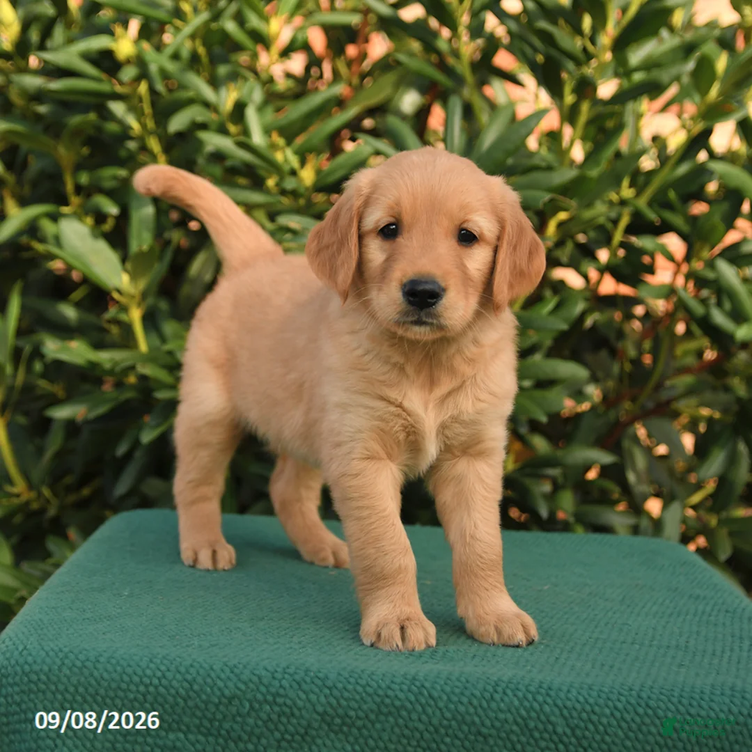 Golden Retriever dogs for sale: Nacho - Ad 1