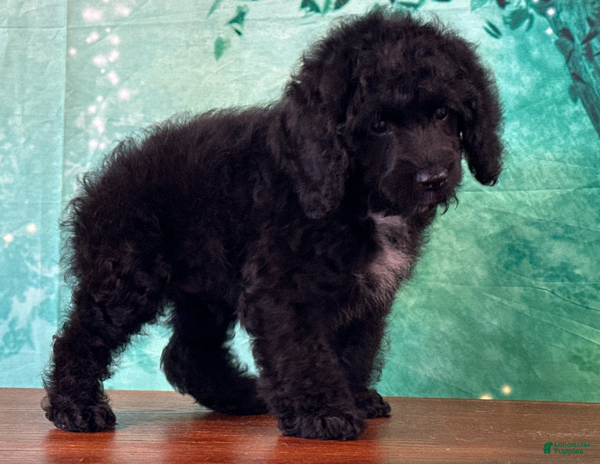Cockapoo dogs Cowboy - Ad 2