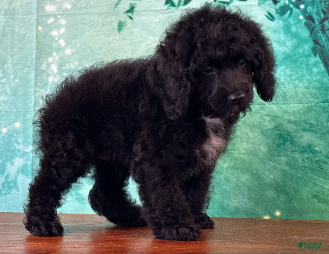 Cockapoo dogs for sale: Cowboy - Ad 2