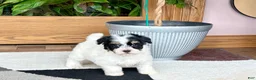 Havapoo dogs for sale: Havapoo girl 1 - Ad 4