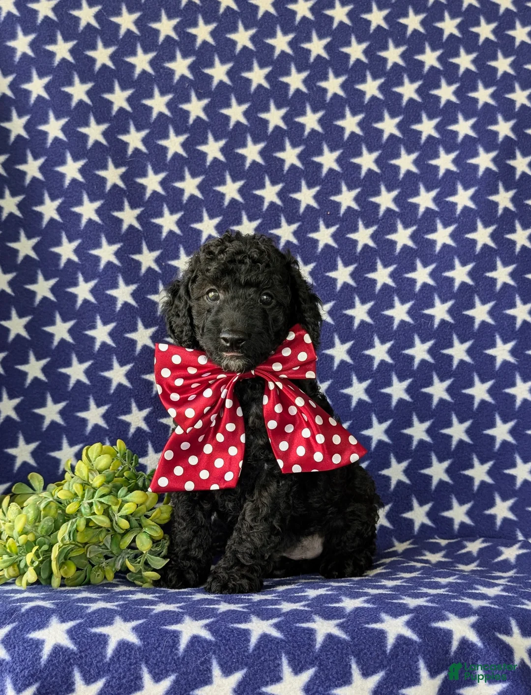 Cockapoo dogs for sale: Brandon Hypoallergenic - Ad 2