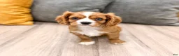 Cavalier King Charles Spaniel dogs for sale: Blaze - Ad 1