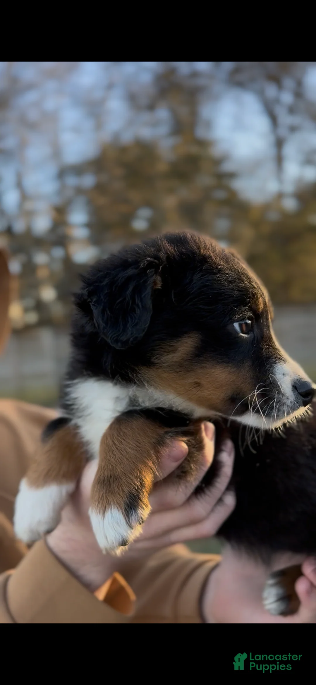 Miniature Australian Shepherd dogs for sale: Raven  - Ad 3