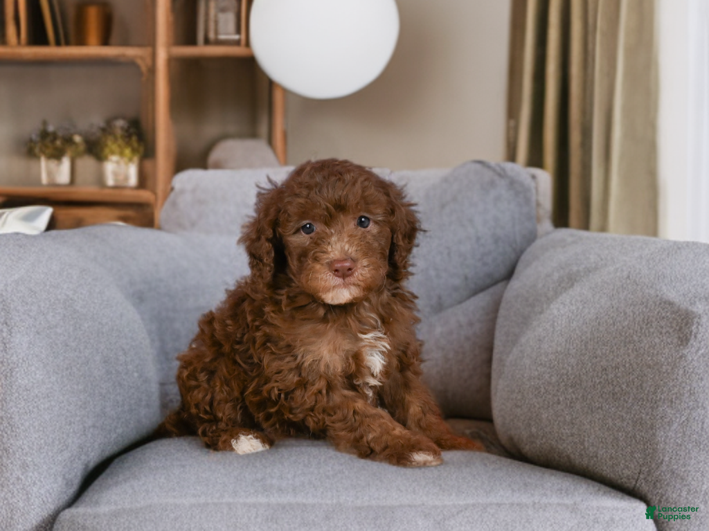 Mini Goldendoodle dogs Jasper - Ad 2