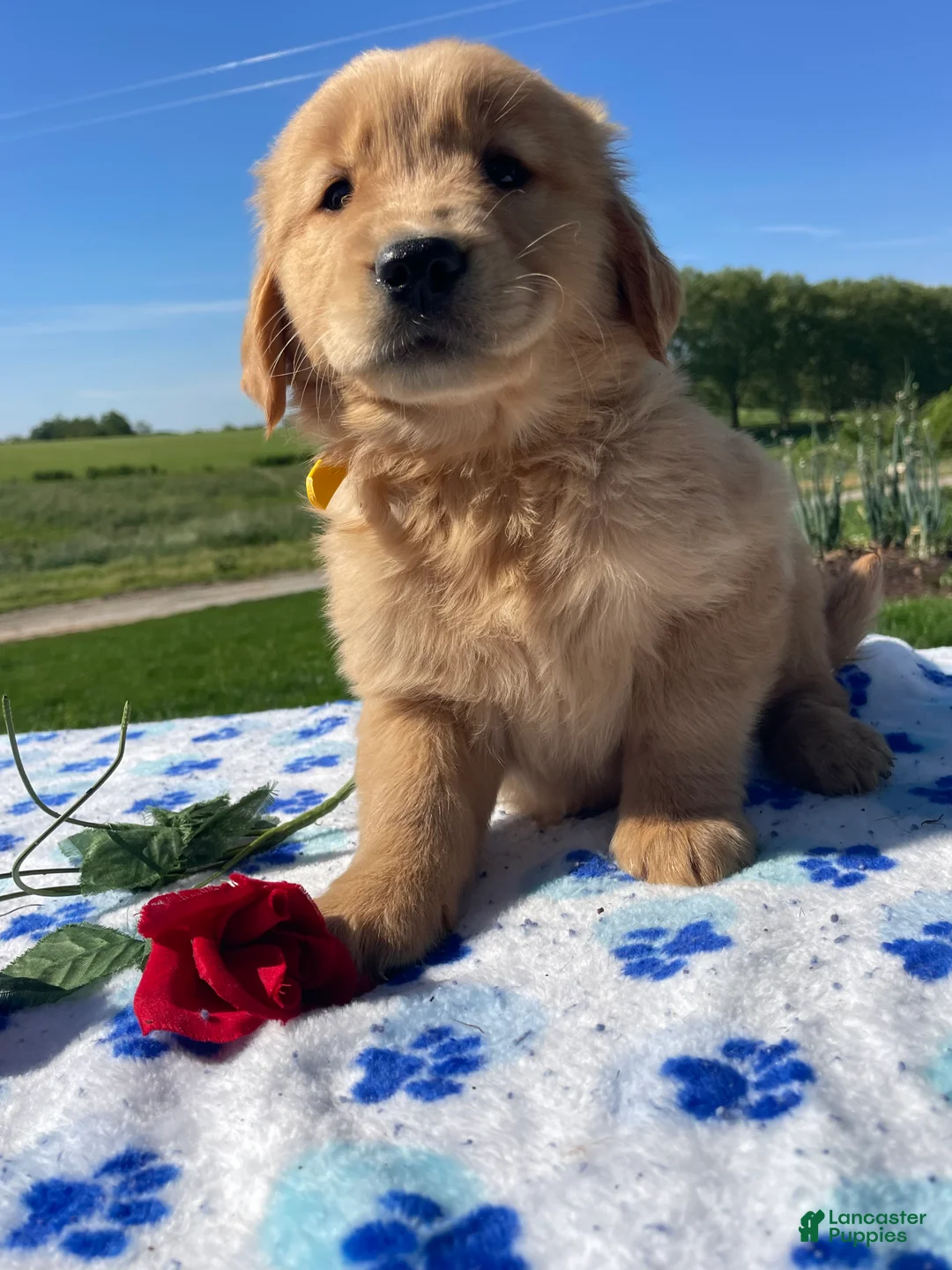 Golden Retriever dogs for sale: Callie - Ad 4
