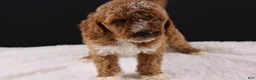 Mini Goldendoodle dogs for sale: Brewster - Ad 6