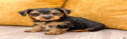Yorkshire Terrier dogs for sale: Duke - Ad 1